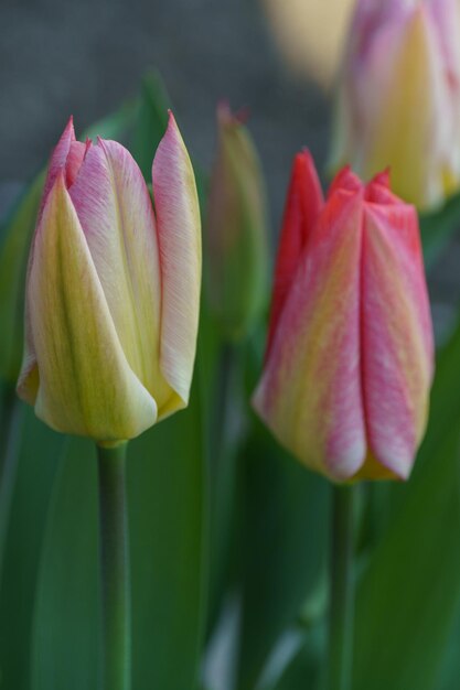 Des tulipes magnifiques.