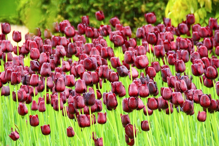 Photo des tulipes marron fleurissent sur le champ pendant la mousson.