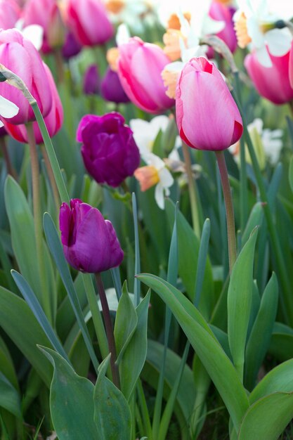 Tulipes multicolores au jardin