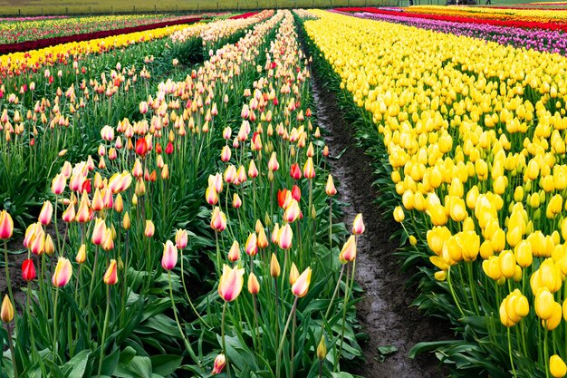 Photo des tulipes multicolores dans le champ