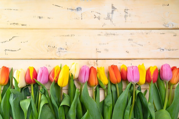 Les tulipes multicolores sur un fond en bois beige se trouvent dans une rangée