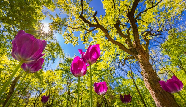 Tulipes nature dans le champ forestier du parc printemps été paysage floral point de vue bas fleur idyllique