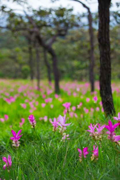 Tulipes naturelles de Siam dans la brume à la forêt de Thaïlande