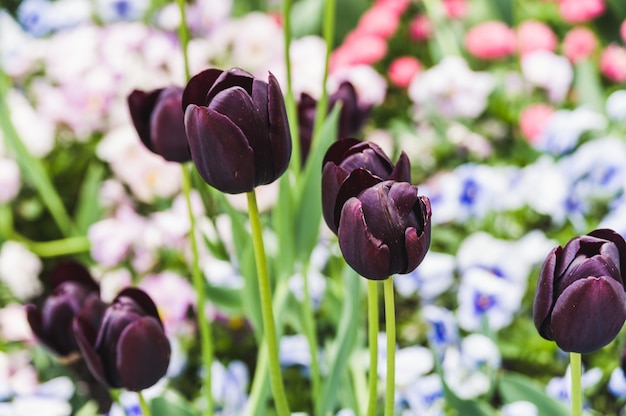 Tulipes noires sur les parterres de fleurs