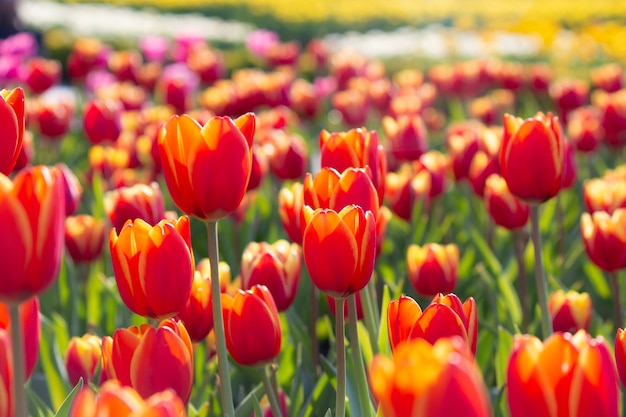 Tulipes avec de nombreux styles et couleurs riches