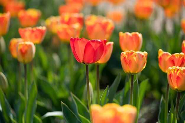 Tulipes orange colorées poussant à l'extérieur dans un champ