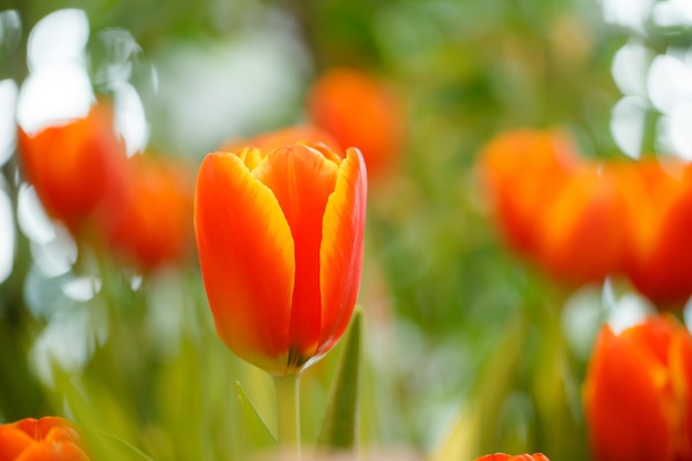 Tulipes orange dans le jardin.