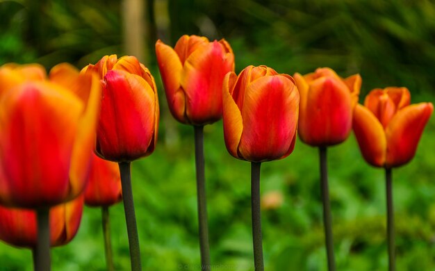 Photo des tulipes orange en fleurs dans le parc