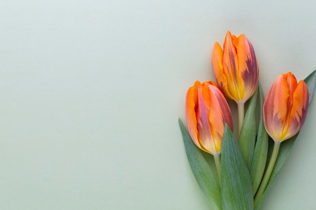 Tulipes orange sur fond coloré avec espace de copie