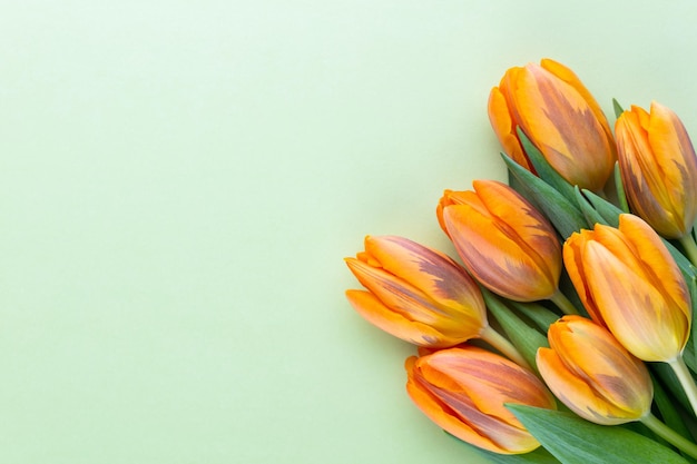 Tulipes orange sur fond pastel