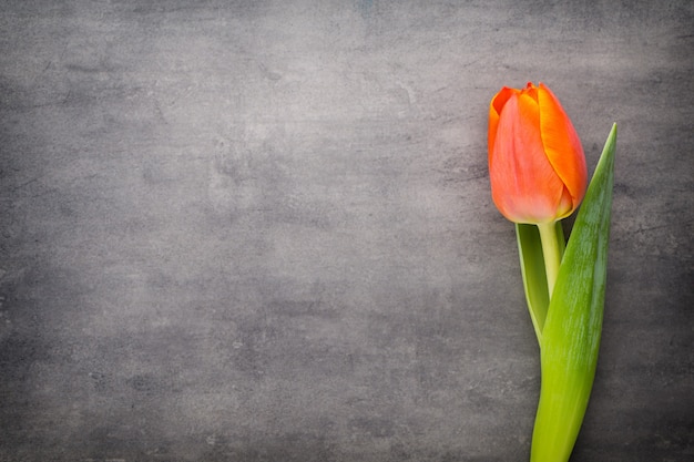 Tulipes, orange sur le gris