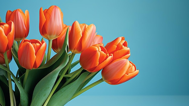 Des tulipes orange vibrantes sur un fond bleu solide idéales pour le placement de texte et la composition créative