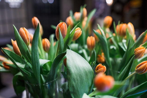 tulipes orange