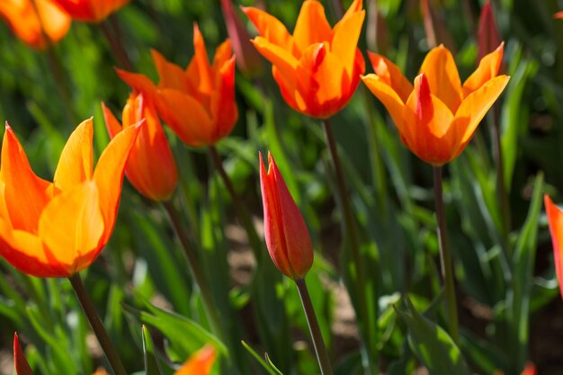 Tulipes oranges dans la nature au printemps