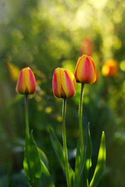 Tulipes oranges jaunes rouges dans le jardin au coucher du soleil