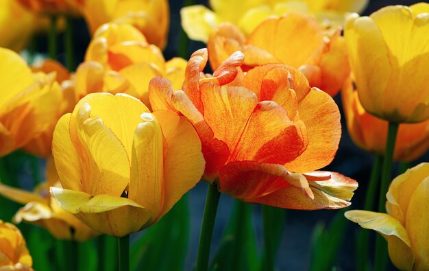 Tulipes oranges qui fleurissent le jour de printemps ensoleillé libre