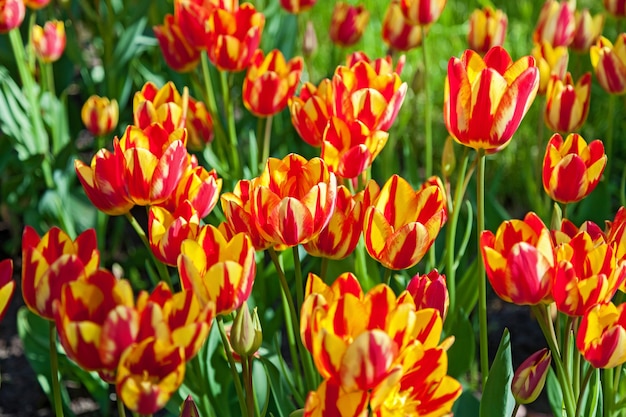 Tulipes, parterre de tulipes s'épanouissant de différentes formes et couleurs, les premières tulipes printanières du parc