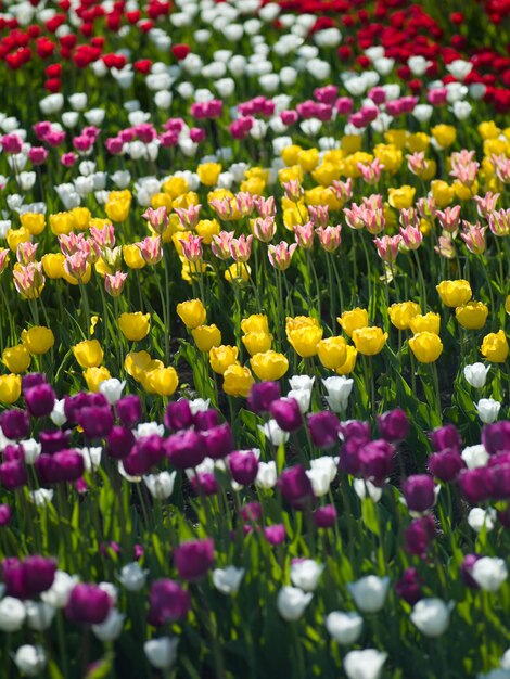 Les tulipes photo aleek de différentes couleurs sont magnifiques