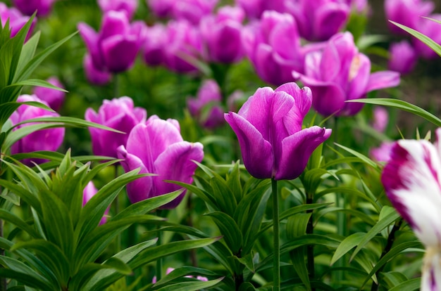 Les tulipes photographiées par un gros plan. faible profondeur de netteté