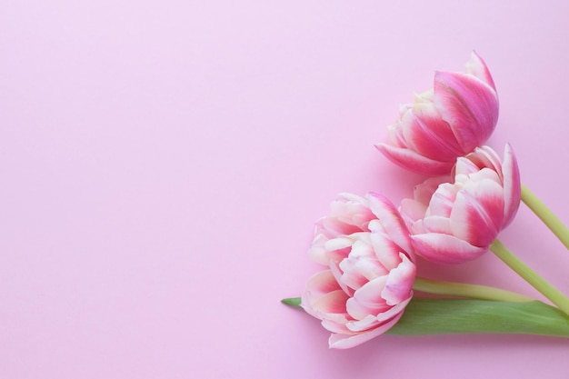 Des tulipes de pioie roses avec des bords de pétales blancs sur un fond rose Copier l'espace