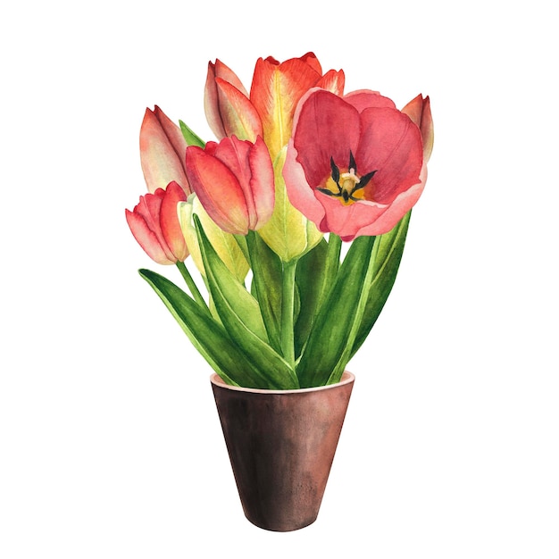 Tulipes avec pot en céramique d'argile sur fond blanc Illustration de dessin à la main aquarelle Art pour mars de la journée des femmes