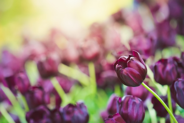 Tulipes pourpres dans le jardin.