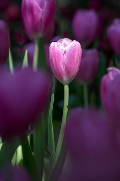 Photo tulipes pourpres dans le jardin