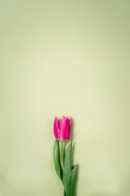 Tulipes pourpres de printemps sur fond vert.