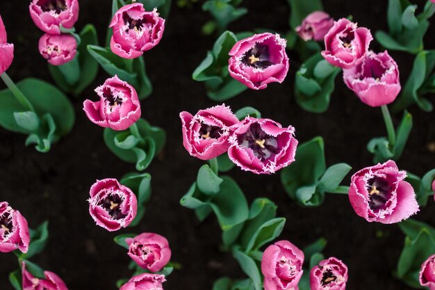 tulipes poussant dans un beau jardin au printemps