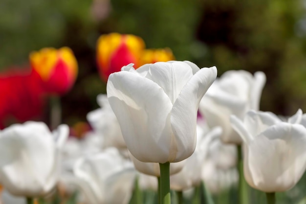 Tulipes poussant dans la ville pour décorer le parc de la ville