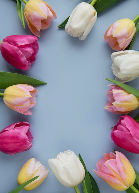 Tulipes printanières colorées sur fond bleu