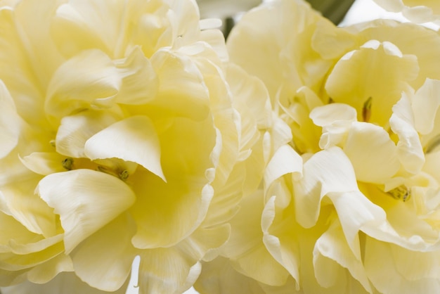 Tulipes de printemps éponge jaune gros plan fond floral pour l'espace de copie