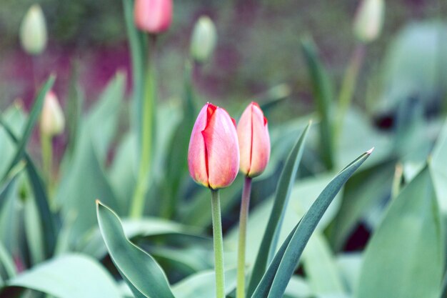 Tulipes de printemps fleurs fleurs en fleurs