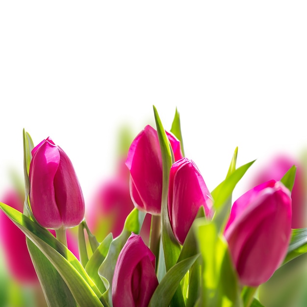 Tulipes de printemps sur fond blanc