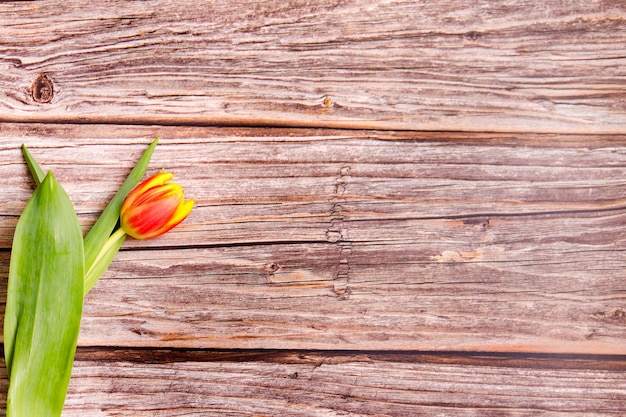 Tulipes de printemps sur fond de bois