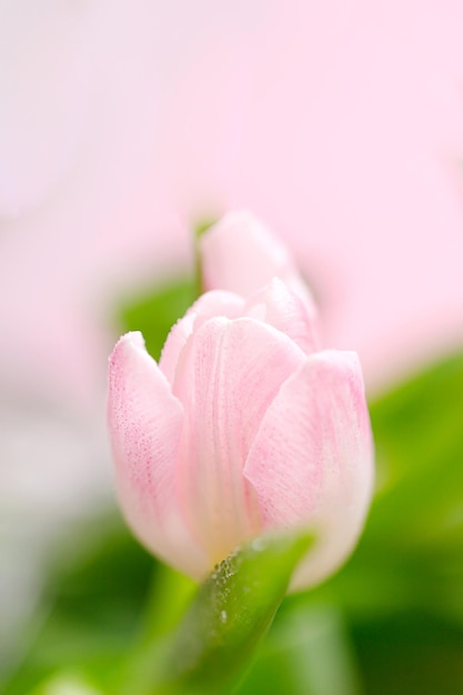 Tulipes de printemps sur fond rose Carte de voeux pour la fête des mères