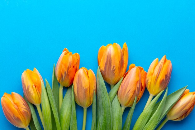 Tulipes de printemps orange sur le fond coloré