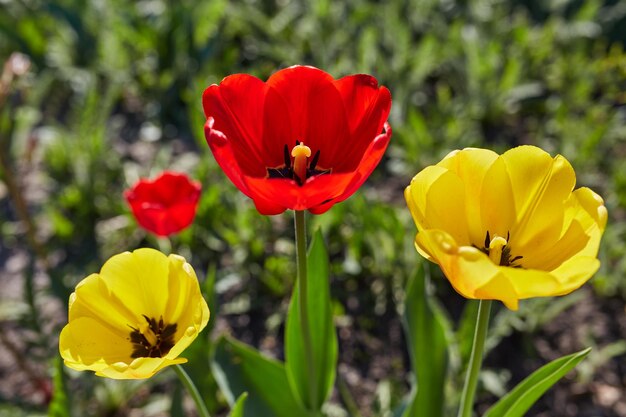 Tulipes de printemps sur le pré sous les rayons du soleil