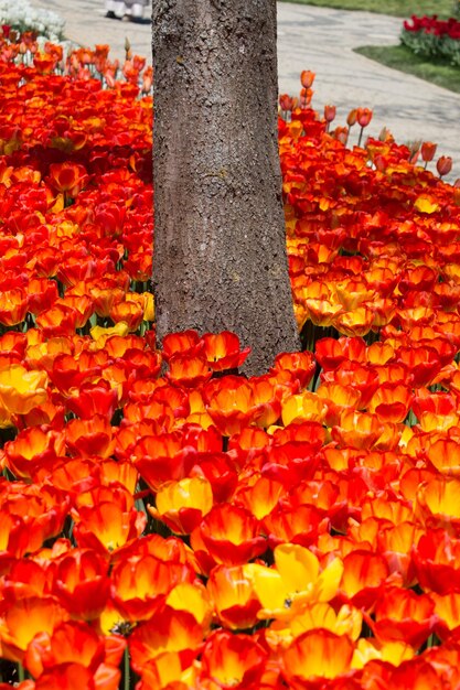 Tulipes qui fleurissent autour d'un tronc d'arbre