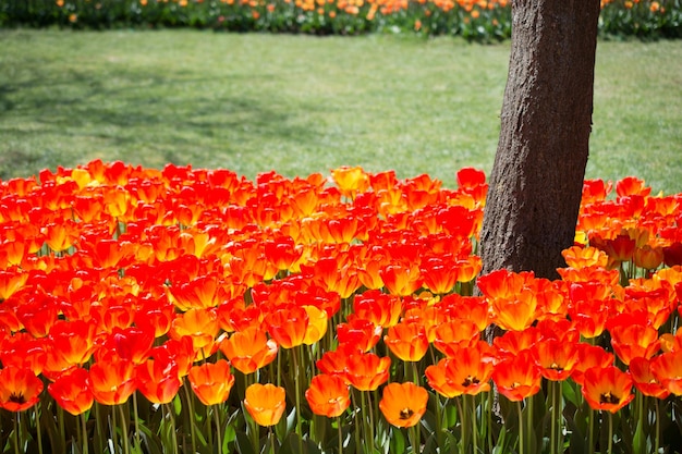 Tulipes qui fleurissent autour d'un tronc d'arbre