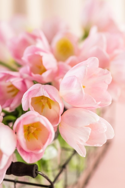 Tulipes rose clair sur fond rose.