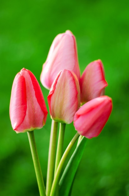 Tulipes rose clair sur fond vert