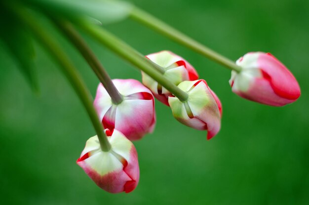 Tulipes rose clair sur fond vert