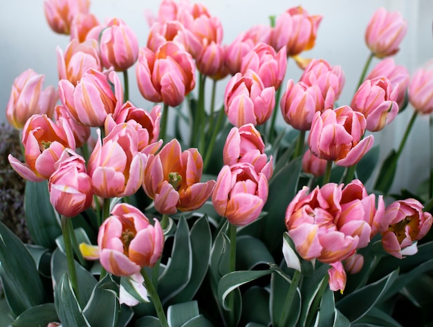 Tulipes rose pâle, fleurs printanières. Un beau bouquet de fleurs pousse dans le jardin.