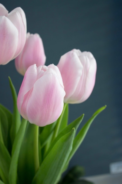 Tulipes rose pâle sur le fond gris bleu foncé