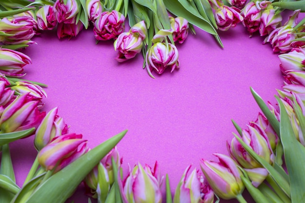 Tulipes sur un rose