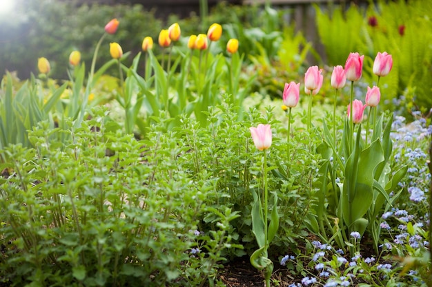 Tulipes roses au jardin à l'heure d'été fleurs colorées qui fleurissent dans le parc