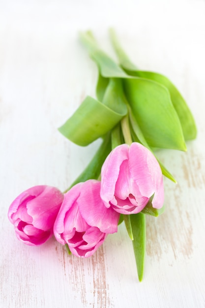 Tulipes roses sur blanc