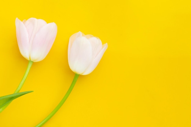 Tulipes roses blanches sur fond jaune