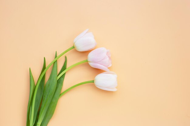 Photo des tulipes roses blanches sur un fond orange pastel